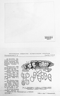 Puccinia recondita image